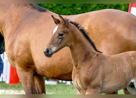 Hanoverian, Stallion, , Brown