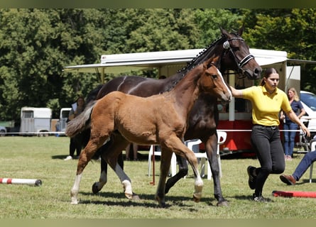 Hanoverian, Stallion, Foal (02/2024), Brown