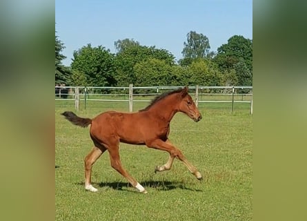 Hanoverian, Stallion, Foal (03/2026), Brown