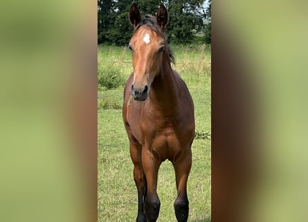 Hanoverian, Stallion, Foal (03/2024), Brown