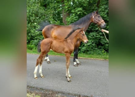 Hanoverian, Stallion, , Brown