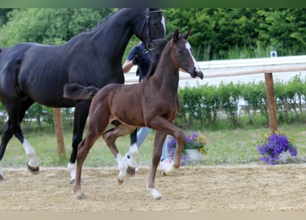 Hanoverian, Stallion, , Brown