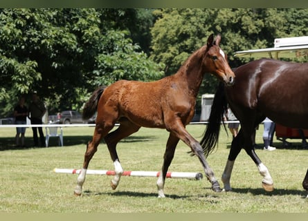 Hanoverian, Stallion, Foal (03/2024), Brown