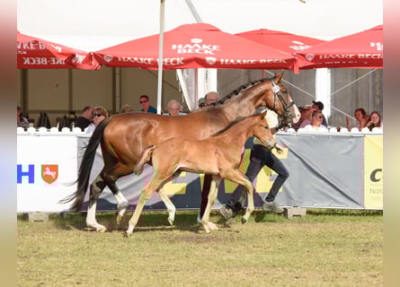 Hanoverian, Stallion, Foal (05/2025), Brown