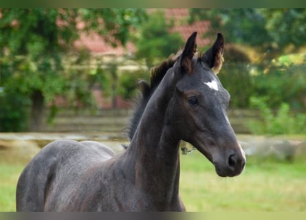 Hanoverian, Stallion, Foal (05/2026), Can be white