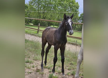 Hanoverian, Stallion, , Can be white