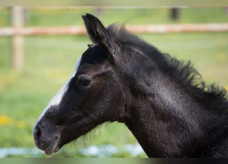 Hanoverian, Stallion, Foal (03/2026), Can be white