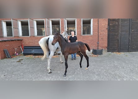 Hanoverian, Stallion, Foal (05/2025), Can be white