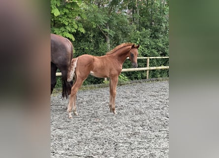 Hanoverian, Stallion, , Chestnut
