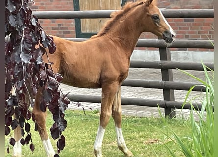 Hanoverian, Stallion, , Chestnut