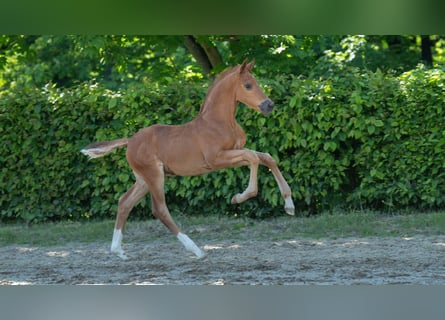 Hanoverian, Stallion, , Chestnut