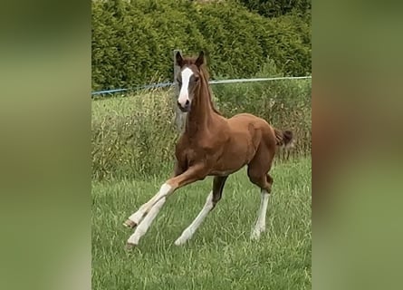 Hanoverian, Stallion, Foal (01/2025), Chestnut