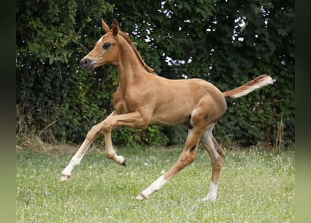 Hanoverian, Stallion, , Chestnut