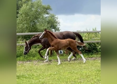 Hanoverian, Stallion, , Chestnut