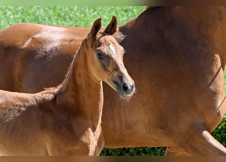 Hanoverian, Stallion, , Chestnut