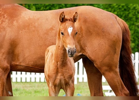 Hanoverian, Stallion, , Chestnut