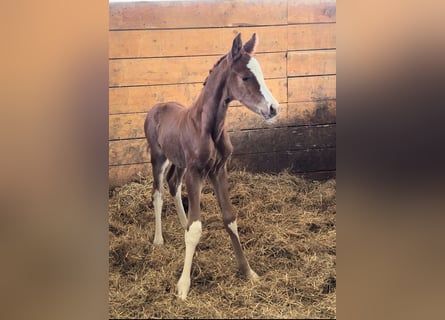 Hanoverian, Stallion, Foal (03/2025), Chestnut