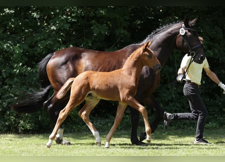 Hanoverian, Stallion, Foal (05/2024), Chestnut