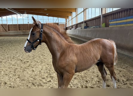 Hanoverian, Stallion, Foal (05/2026), Chestnut