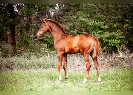Hanoverian, Stallion, Foal (04/2023), Chestnut