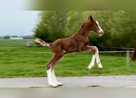 Hanoverian, Stallion, , Chestnut