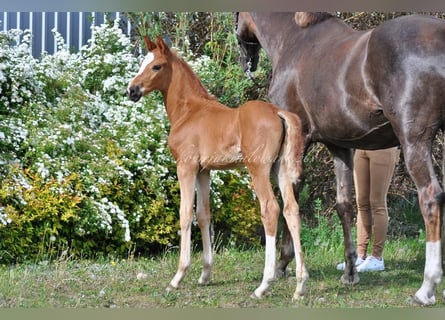 Hanoverian, Stallion, , Chestnut
