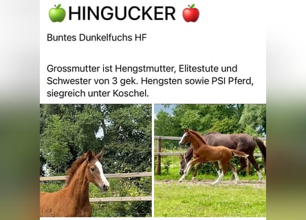 Hanoverian, Stallion, Foal (04/2025), Chestnut