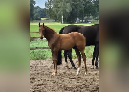 Hanoverian, Stallion, Foal (06/2026), Chestnut
