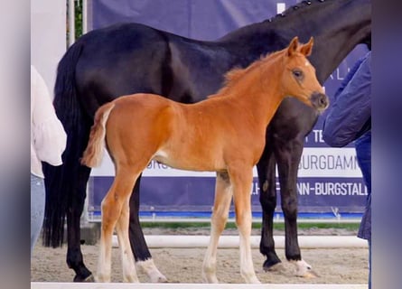 Hanoverian, Stallion, , Chestnut