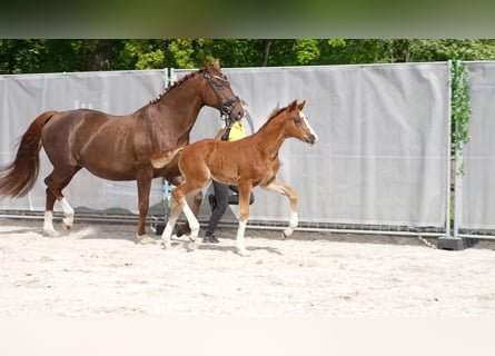 Hanoverian, Stallion, , Chestnut