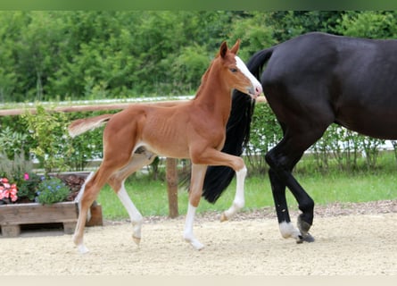 Hanoverian, Stallion, Foal (05/2024), Chestnut