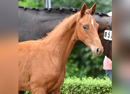 Hanoverian, Stallion, Foal (04/2024), Chestnut-Red