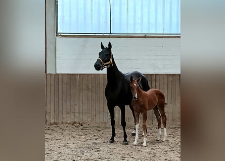 Hanoverian, Stallion, , Chestnut-Red