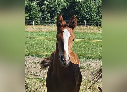 Hanoverian, Stallion, , Chestnut-Red