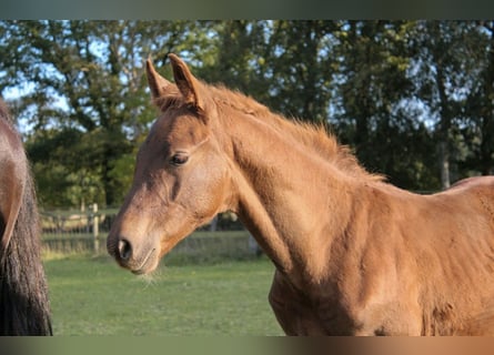 Hanoverian, Stallion, Foal (06/2025), Chestnut-Red