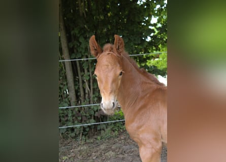 Hanoverian, Stallion, , Chestnut-Red