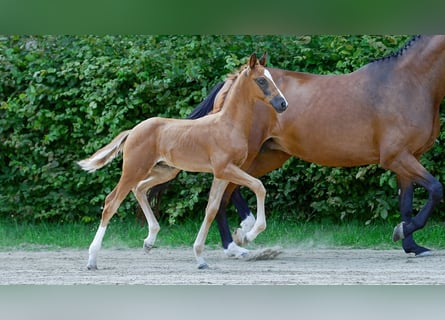 Hanoverian, Stallion, Foal (01/2024), Chestnut-Red