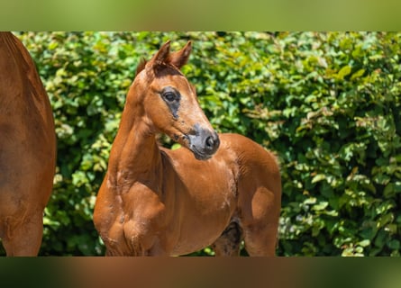 Hanoverian, Stallion, Foal (01/2024), Chestnut-Red