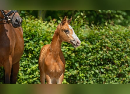 Hanoverian, Stallion, Foal (04/2024), Chestnut-Red