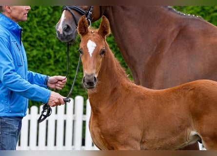 Hanoverian, Stallion, , Chestnut-Red