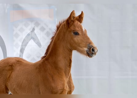 Hanoverian, Stallion, , Chestnut-Red