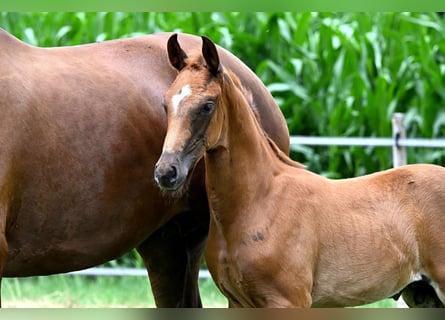 Hanoverian, Stallion, , Chestnut-Red