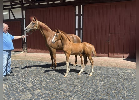 Hanoverian, Stallion, Foal (01/2024), Chestnut-Red
