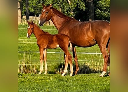 Hanoverian, Stallion, Foal (04/2025), Chestnut-Red