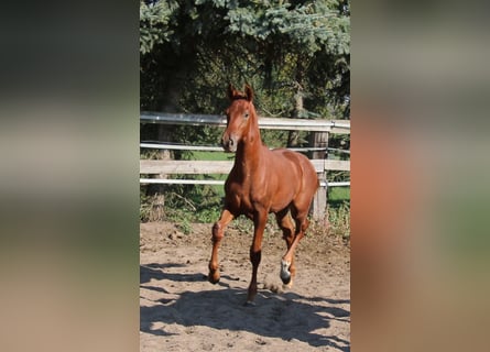 Hanoverian, Stallion, Foal (03/2024), Chestnut-Red