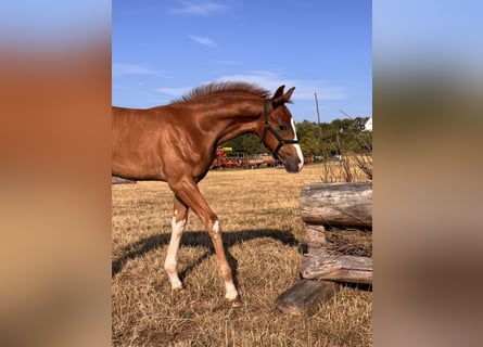 Hanoverian, Stallion, Foal (05/2026), Chestnut-Red