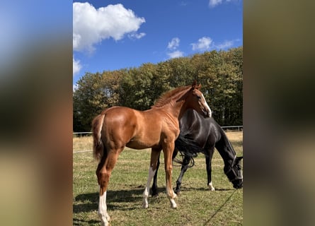 Hanoverian, Stallion, Foal (05/2026), Chestnut-Red