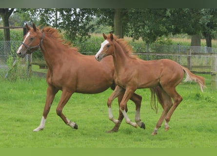 Hanoverian, Stallion, Foal (04/2024), Chestnut-Red