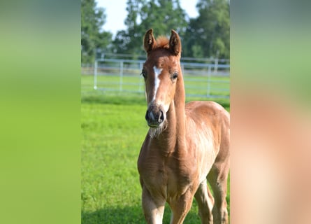 Hanoverian, Stallion, Foal (05/2024), Chestnut-Red