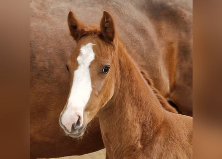 Hanoverian, Stallion, Foal (03/2023), Chestnut-Red